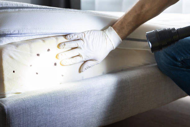 Best Mosquito Control Services  in Doylestown, OH