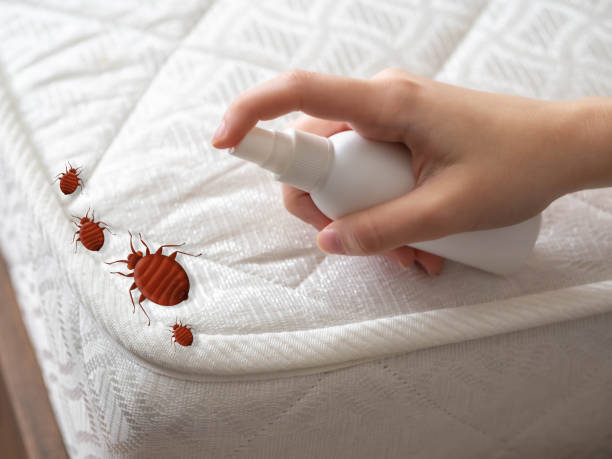 Best Bed Bug Extermination  in Doylestown, OH